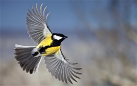 Chickadee Flug, Flügel HD Hintergrundbilder