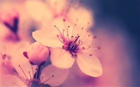 Blume close-up, Retro-Stil HD Hintergrundbilder