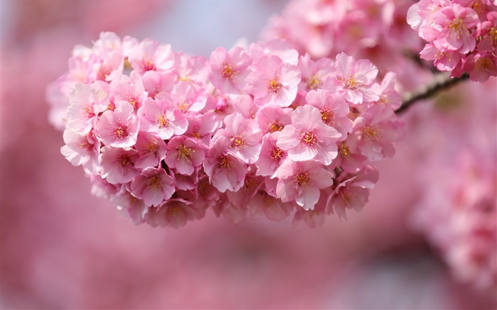 Rosa Kirschblüten blühen, Frühling Hintergrundbilder Bilder