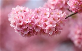 Rosa Kirschblüten blühen, Frühling HD Hintergrundbilder