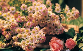 Rosa Blumen, Rose und Kamille HD Hintergrundbilder