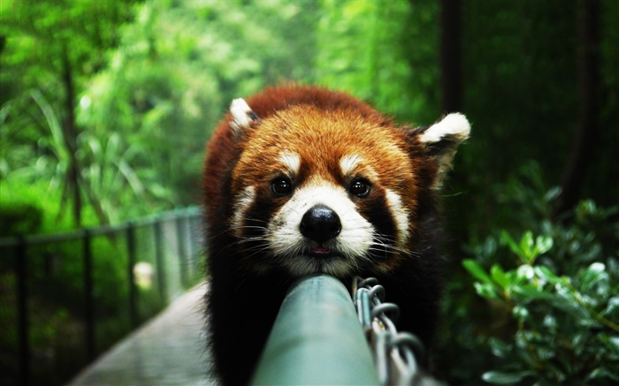 Roter Panda ruht auf Zaun Hintergrundbilder Bilder
