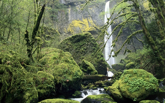 Wasserfall, Moos, Steine, Bäume Hintergrundbilder Bilder