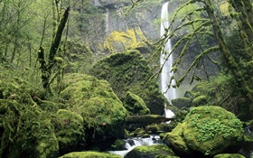 Wasserfall, Moos, Steine, Bäume HD Hintergrundbilder