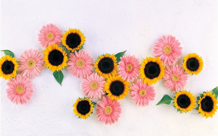 Gelbe Sonnenblumen, rosa Kamille Hintergrundbilder Bilder