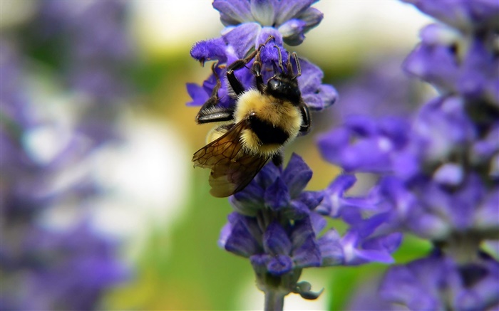Insektenbiene, blaue Blüten, Bokeh Hintergrundbilder Bilder