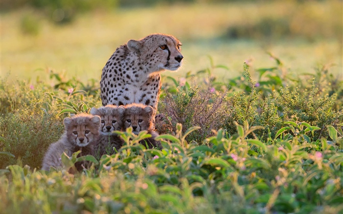 Afrika, Tansania, Gepardenfamilie, Sträucher Hintergrundbilder Bilder