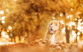 Herbst, Hund, Blendung, verschwommen HD Hintergrundbilder