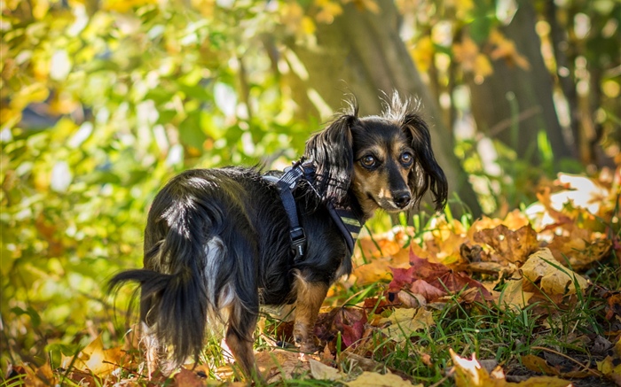 Schwarzer Hund blickt zurück, Blätter, Herbst Hintergrundbilder Bilder