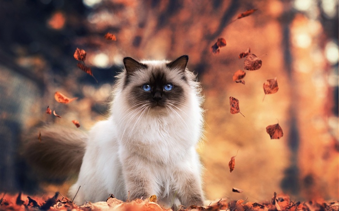 Blaue Augen Katze, Herbst, Blätter Hintergrundbilder Bilder