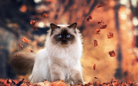 Blaue Augen Katze, Herbst, Blätter HD Hintergrundbilder