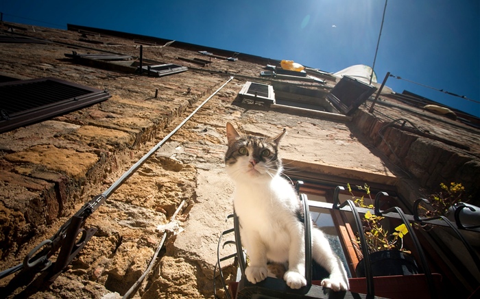 Katze sitzt am Fenster zur Beobachtung Hintergrundbilder Bilder