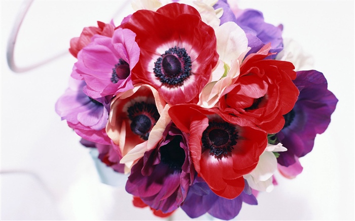 Verschiedene Farben Blumen, weiß, rosa, lila, rot Hintergrundbilder Bilder