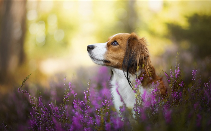 Hund, Blumen, verschwommen HD Hintergrundbilder Tiere