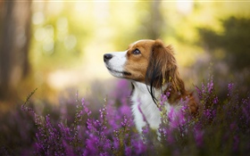 Hund, Blumen, verschwommen HD Hintergrundbilder