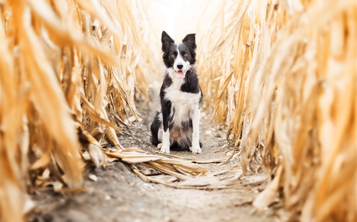 Hund Vorderansicht, Maisfeld Hintergrundbilder Bilder