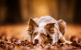 Hund hat eine Pause, Herbst, Blätter HD Hintergrundbilder
