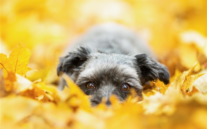 Hund versteckt in den gelben Blättern, Herbst Hintergrundbilder Bilder