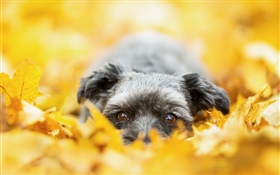 Hund versteckt in den gelben Blättern, Herbst
