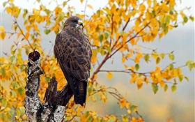 Falke, Herbst, Bäume HD Hintergrundbilder