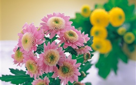Rosa Chrysanthemenfotografie HD Hintergrundbilder