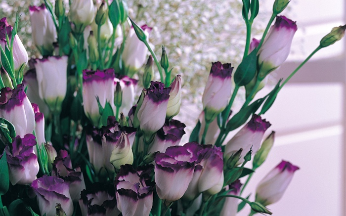 Lila weiße Blütenblätter Tulpen Hintergrundbilder Bilder