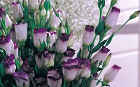 Lila weiße Blütenblätter Tulpen HD Hintergrundbilder
