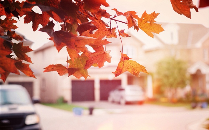 Rote Ahornblätter, Herbst, Straße Hintergrundbilder Bilder