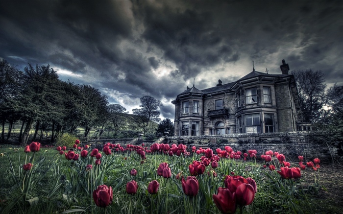 Rote Tulpen, Haus, Wolken, Dämmerung Hintergrundbilder Bilder
