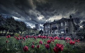 Rote Tulpen, Haus, Wolken, Dämmerung HD Hintergrundbilder