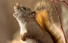 Eichhörnchen, schreit HD Hintergrundbilder
