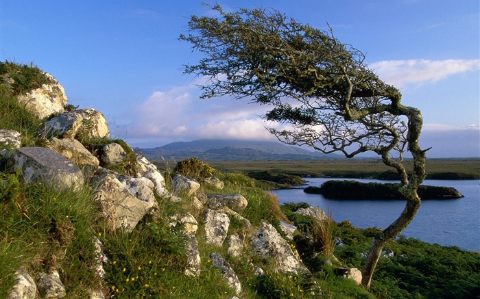 Steine, Baum, Teich, Gras, Wolken Hintergrundbilder Bilder