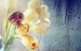 Tulpen, Glas, Wassertropfen HD Hintergrundbilder