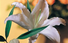 Weiße Lilienblüte HD Hintergrundbilder