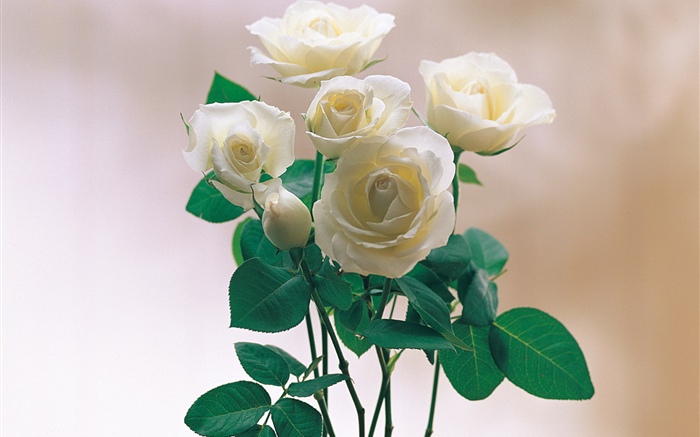 Weiße Blütenblätter Rosen Hintergrundbilder Bilder