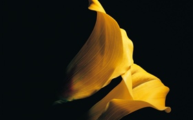 Gelbe Blütenblätter Calla Lilie Nahaufnahme