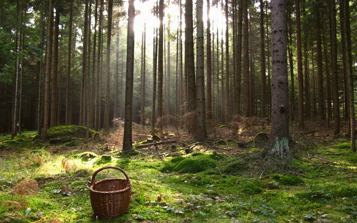 Österreich, Wald, Bäume, Korb Hintergrundbilder Bilder