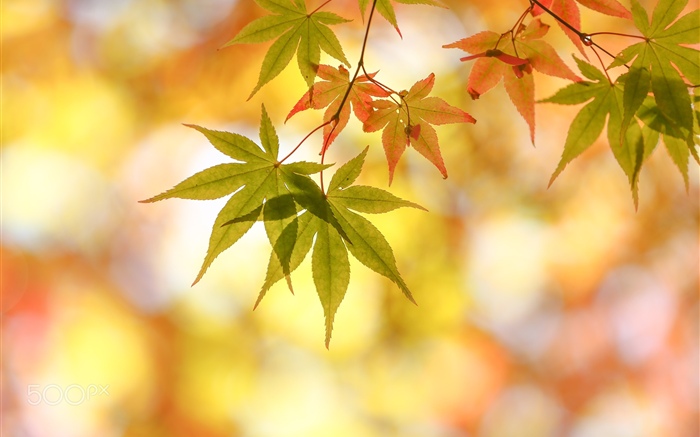 Herbst, Ahornblätter, Blendung Hintergrundbilder Bilder