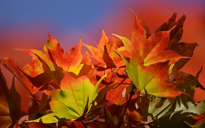 Herbst, rote Ahornblätter Hintergrundbilder Bilder