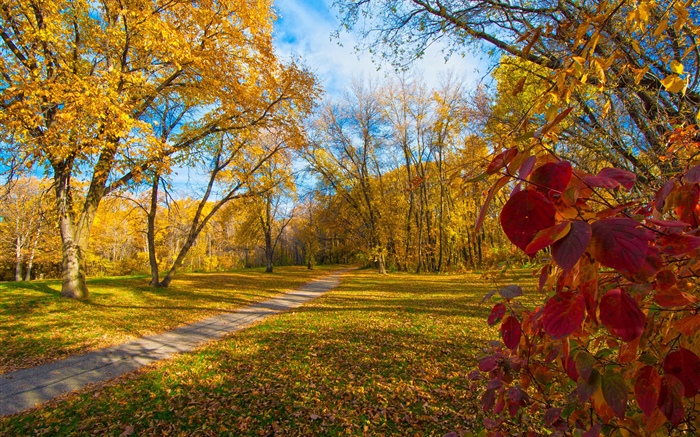 Herbst, Bäume, gelbe Blätter, Pfad Hintergrundbilder Bilder