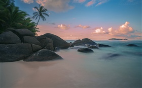 Strand, Küste, Palmen, Meer, Dämmerung HD Hintergrundbilder