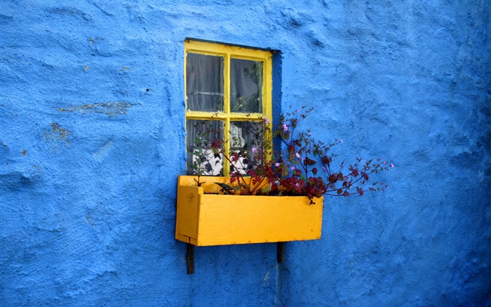 Blaue Wand, Fenster, Blumen Hintergrundbilder Bilder
