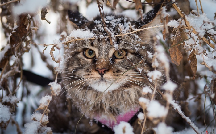 Britische Fold Katze, Schnee, Winter Hintergrundbilder Bilder