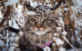 Britische Fold Katze, Schnee, Winter HD Hintergrundbilder