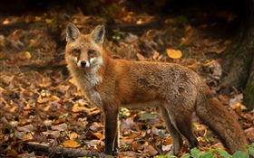 Netter Fuchs im Herbst, Blätter HD Hintergrundbilder