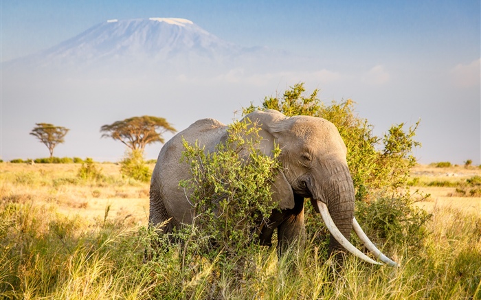 Elefant, Büsche Hintergrundbilder Bilder