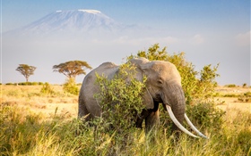 Elefant, Büsche HD Hintergrundbilder