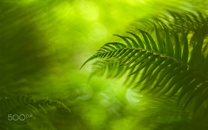 Grüne Farnblätter, Natur Hintergrundbilder Bilder
