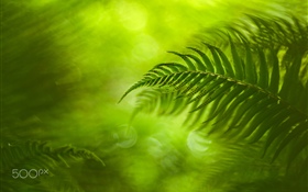 Grüne Farnblätter, Natur HD Hintergrundbilder