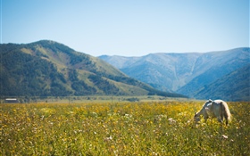Pferd, Wildblumen, Berge HD Hintergrundbilder